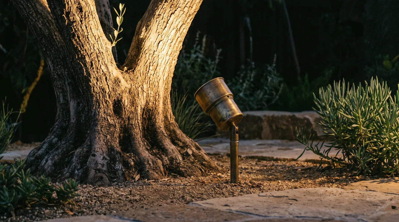 Brass low-voltage uplight grazing the trunk of a mature olive tree at night