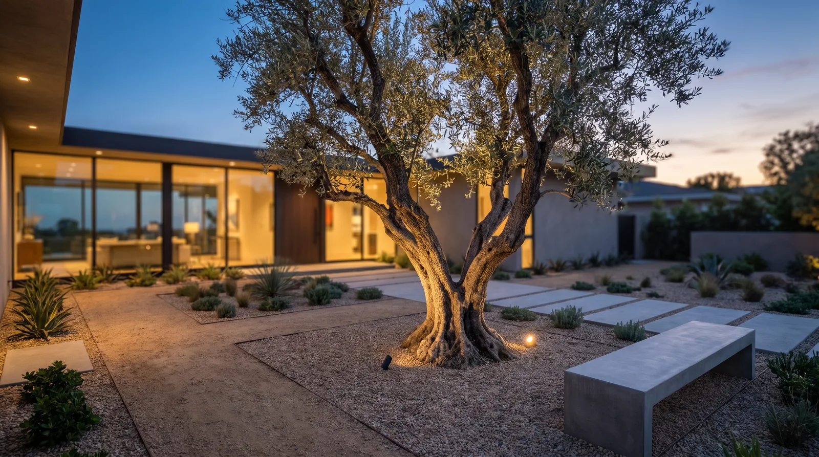 Mature sculptural olive tree as the centerpiece of a modern gravel garden with uplights at dusk